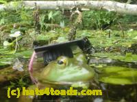 /home//u458753944/public_html/sourcegallery//Frogs/More bullfrogs/P7251209.JPG